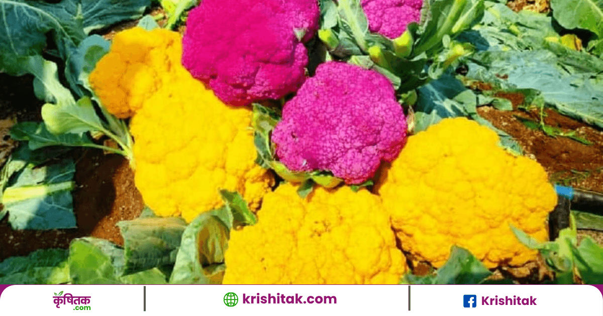 Agriculture Research News