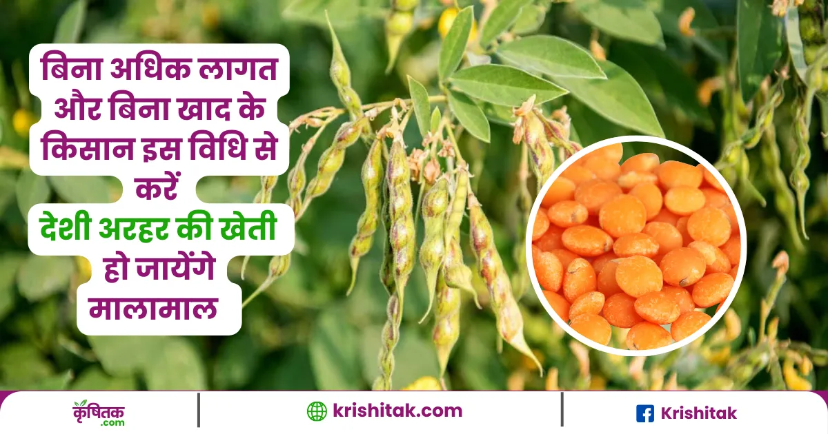 Desi arahar ki kheti