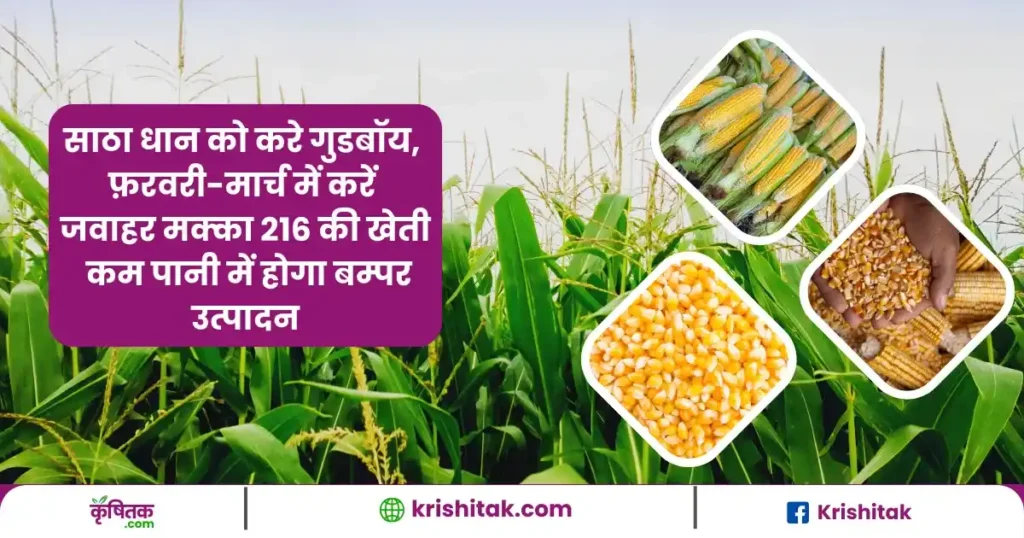जवाहर मक्का 216