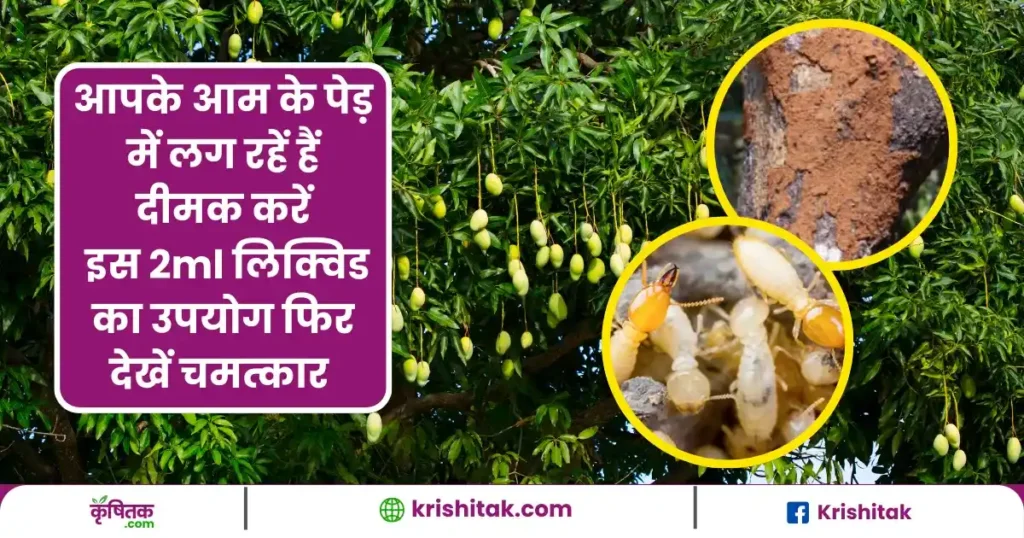Mango farming tips