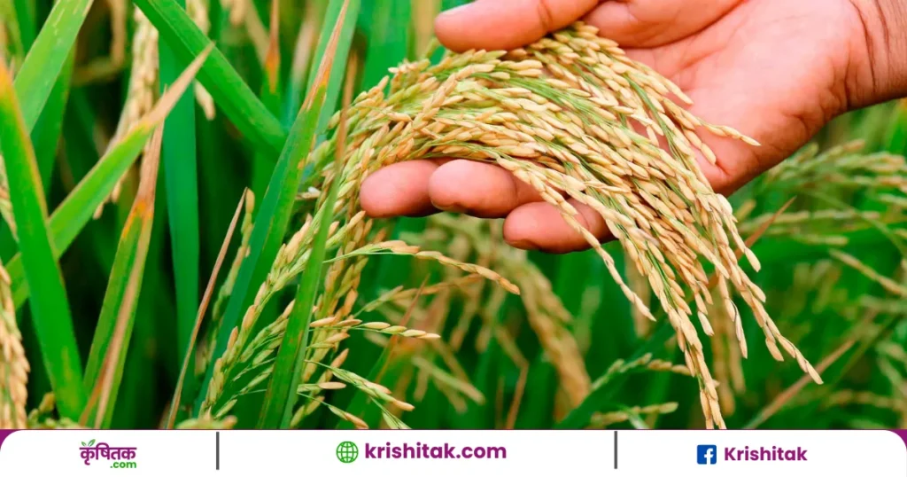 Paddy Procurement