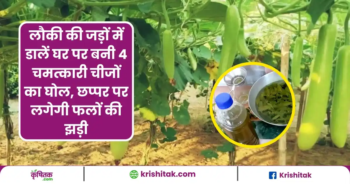 Kitchen Garden Tips