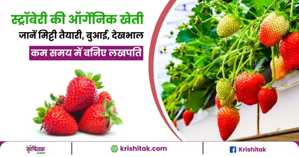 Strawberry Organic Farming