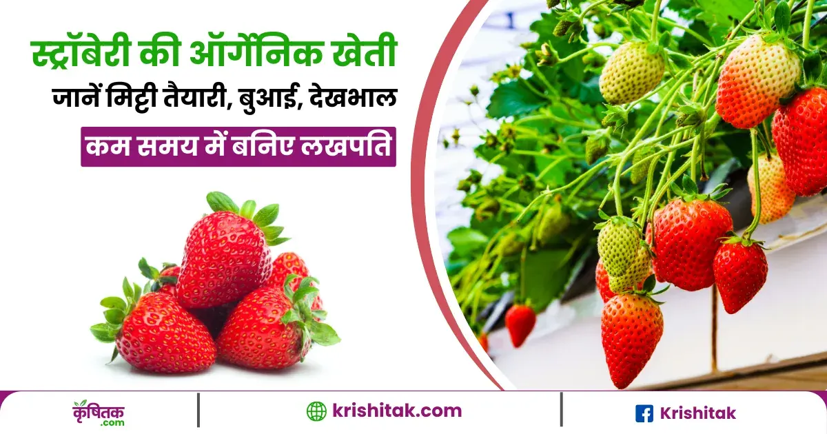 Strawberry Organic Farming