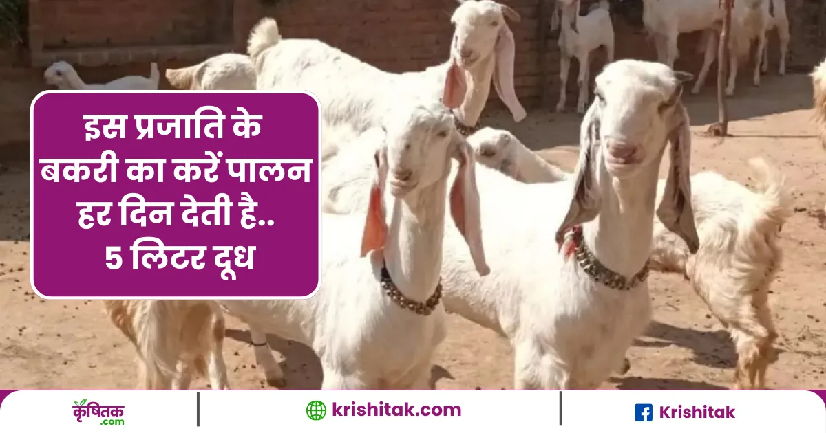 Jamunapari Bakri Palan