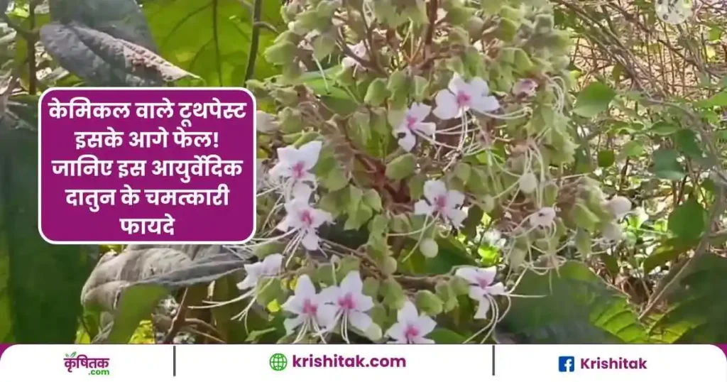 भटवास की दातुन