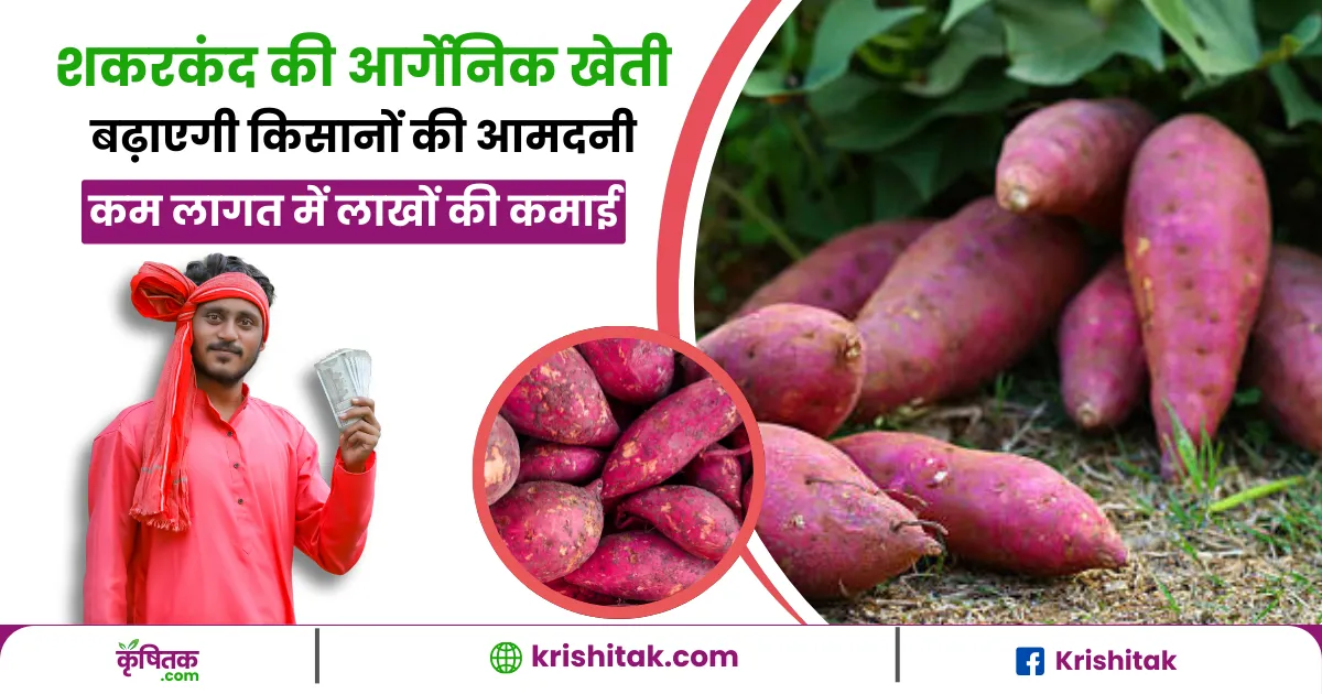 Sweet potato organic farming