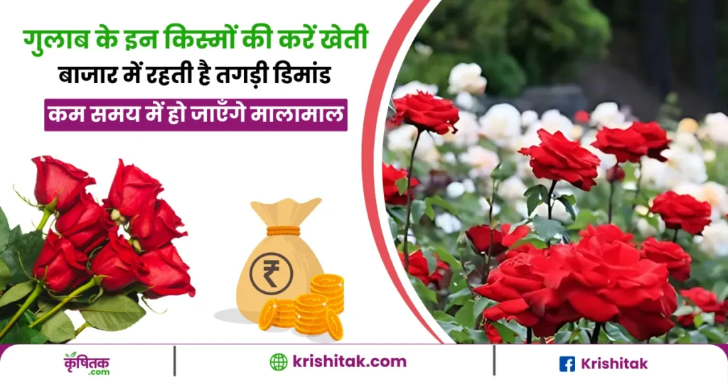 Gulab ki kheti