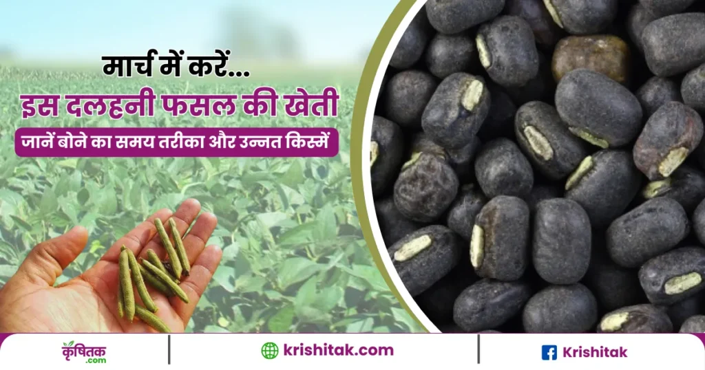 Urad Farming Tips