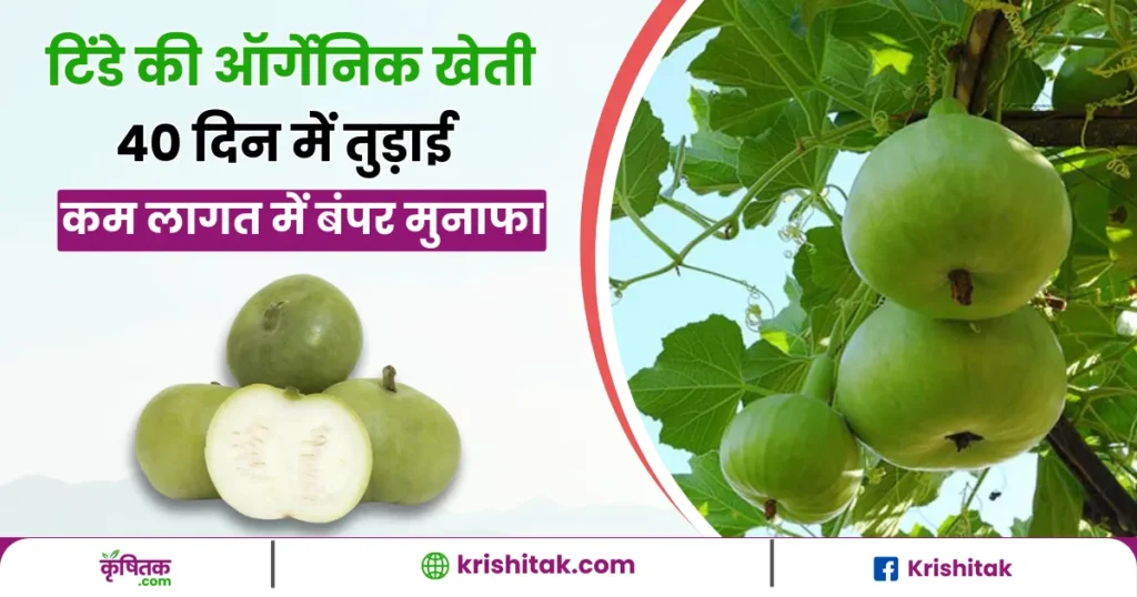 Tinda Organic Farming