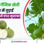 Tinda Organic Farming