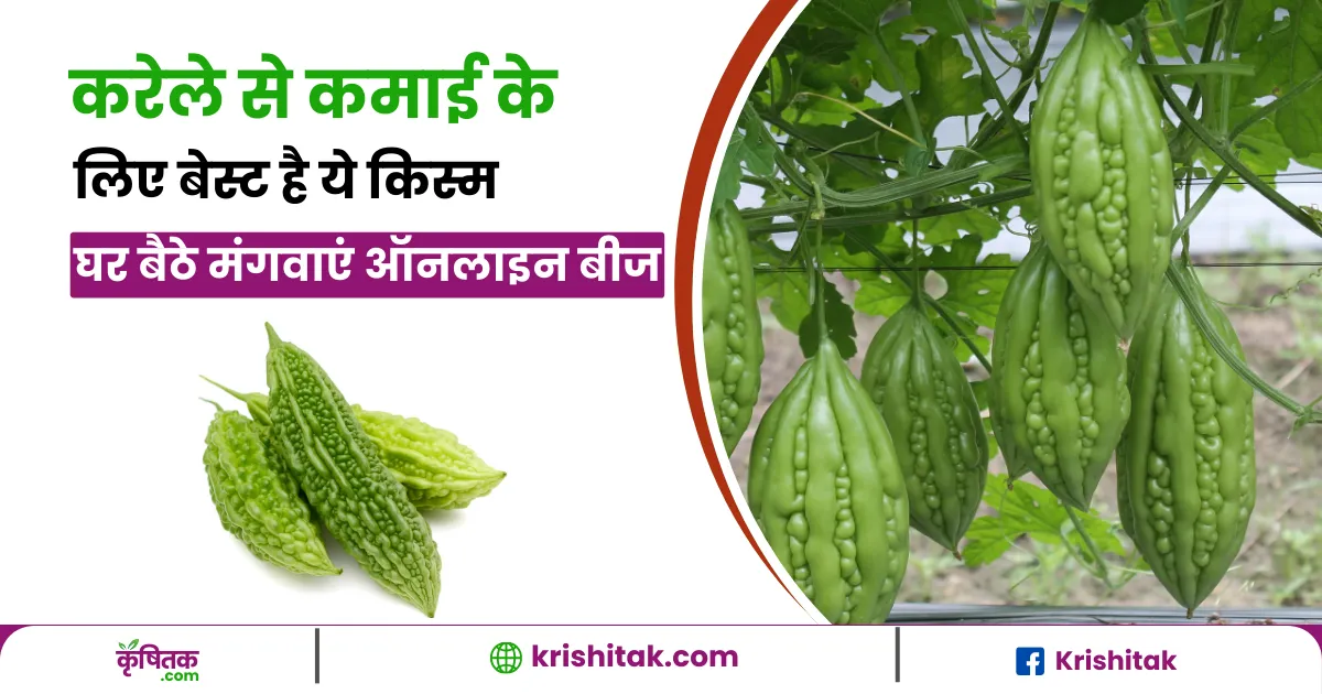 करेले के इस किस्म से करें बंपर कमाई, जानें बीज, कीमत और पूरी जानकारी