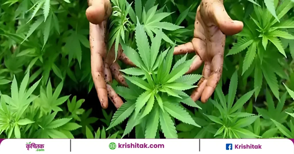 bhang ki kheti