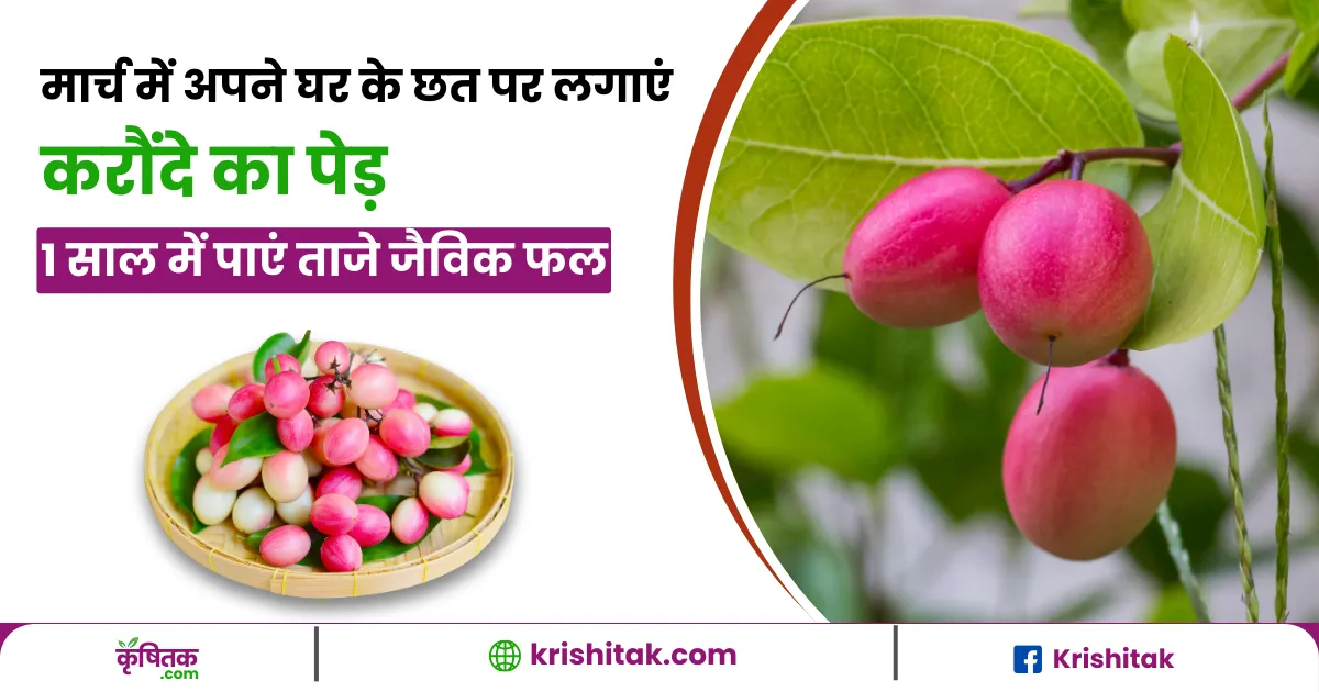 ghar ki chhat par karonda ki kheti kaise kare