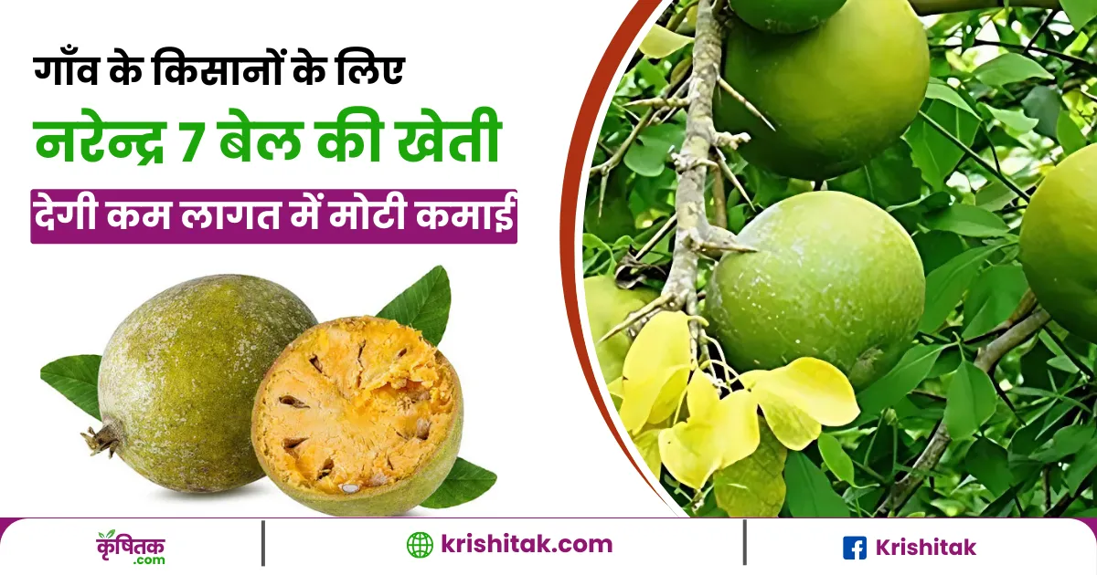 नरेन्द्र 7 बेल