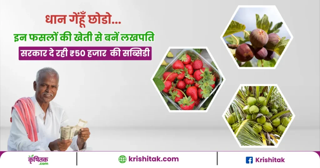 धान-गेहूं छोड़ो! अब इस फसल की खेती से होगी बंपर कमाई, सरकार दे रही ₹50,000 की सब्सिडी