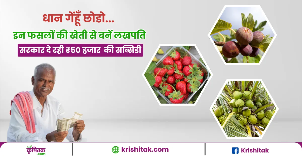 धान-गेहूं छोड़ो! अब इस फसल की खेती से होगी बंपर कमाई, सरकार दे रही ₹50,000 की सब्सिडी