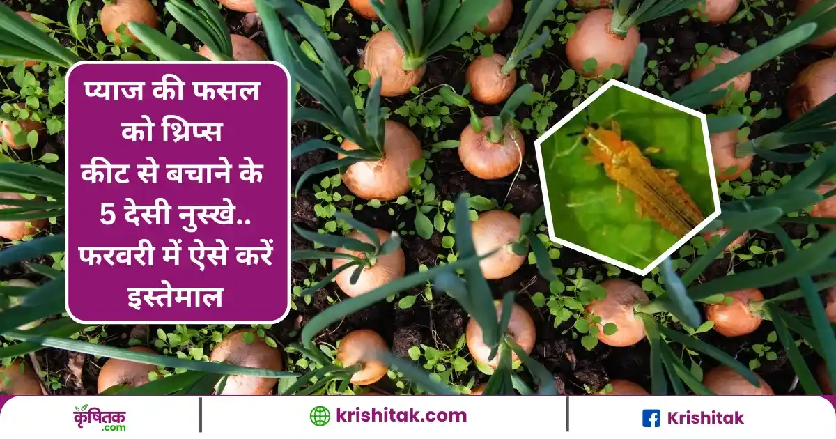 प्याज की फसल को थ्रिप्स कीट से बचाने के 5 देसी नुस्खे, फरवरी में ऐसे करें इस्तेमाल