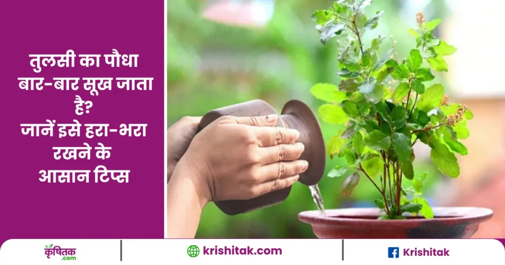 Tulsi Plant Care Tips