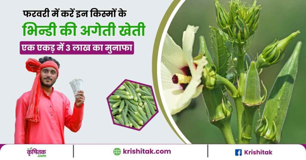 Okra Farming