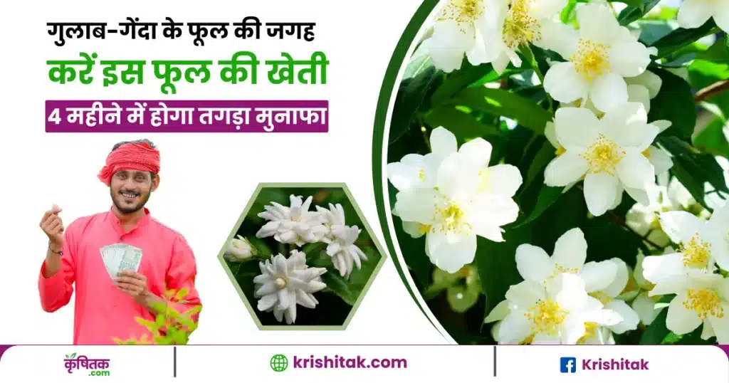 Mogara Phool Ki Kheti