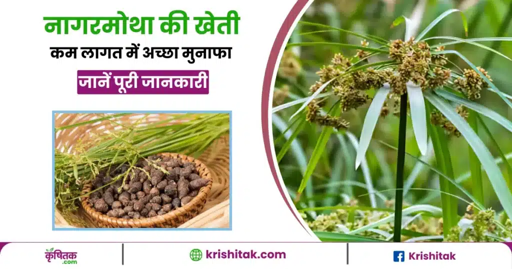 Nagarmotha ki kheti
