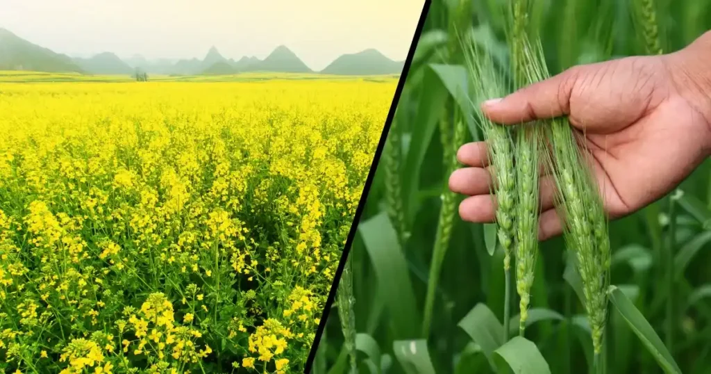 Agri Advice