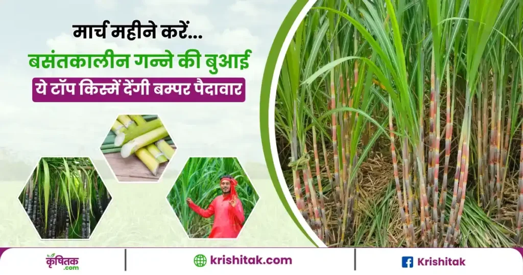 sugarcane-varieties