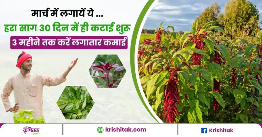 Chaulai Sag Ki Kheti