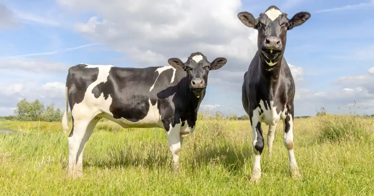 HF (Cow Breed)
