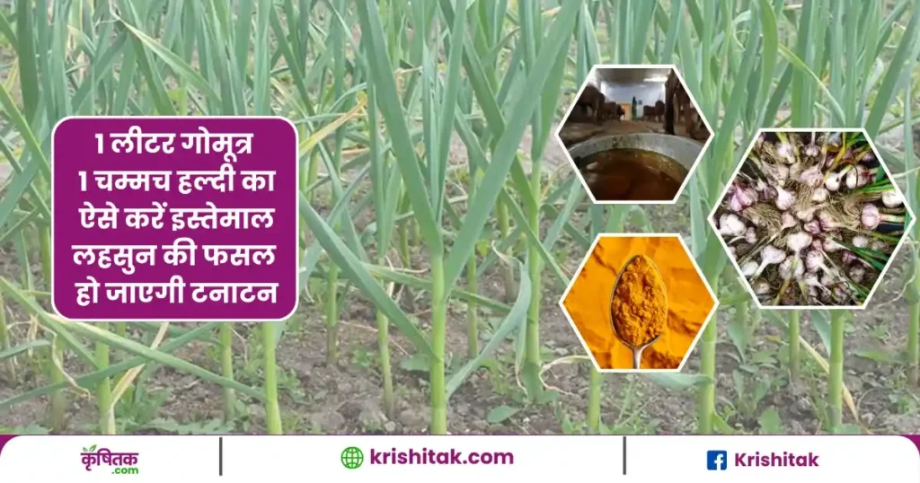 Garlic Farming Care Tips