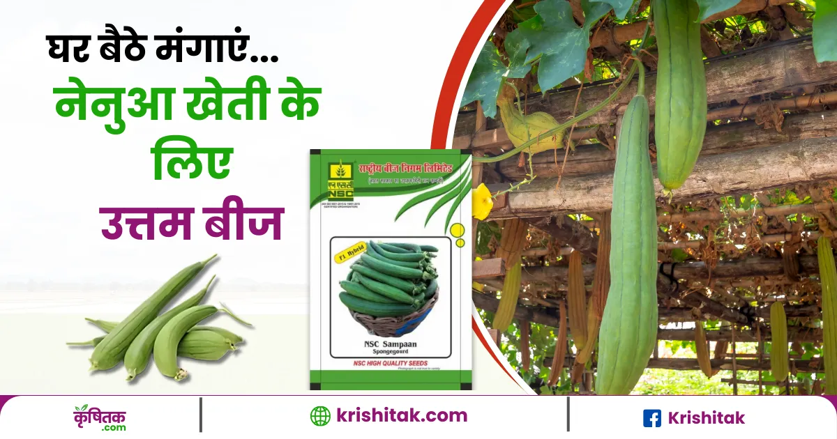 Sponge Gourd Farming