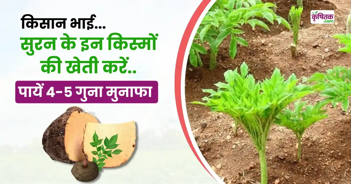 Elephant Foot Yam Cultivation
