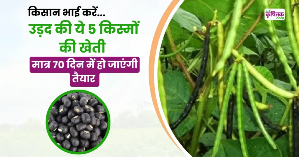 Zaid season Urad farming