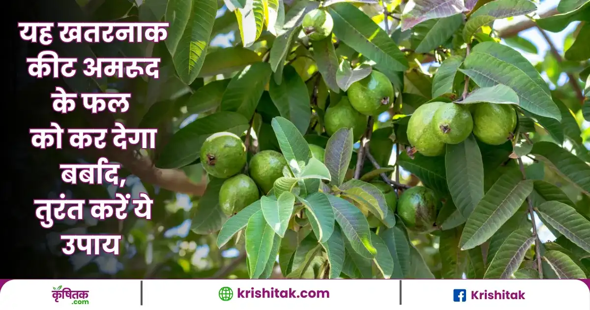 Guvava Fruits Care Tips