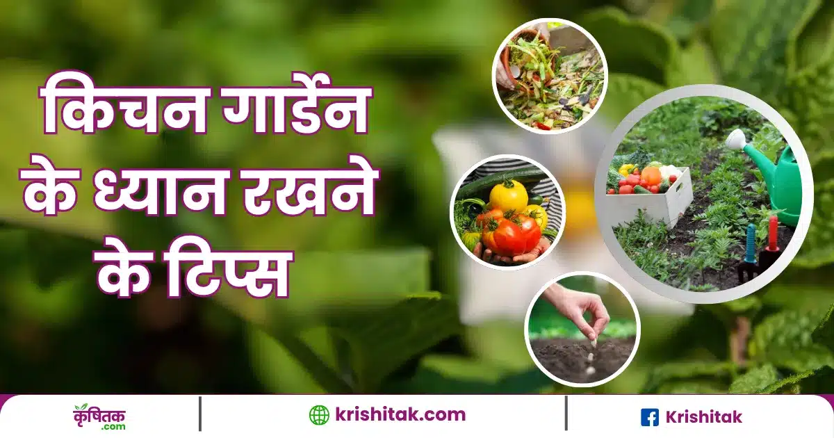 Kitchen Gardening Tips in Hindi
