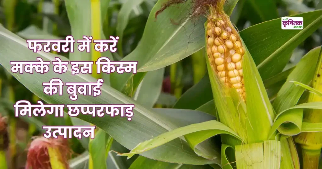 Maize Farming