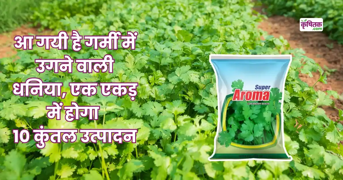 Super Aroma Dhaniya