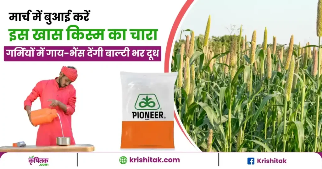 Pioneer bajra ki kheti