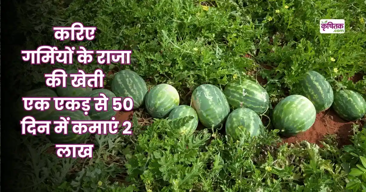 Watermelon Farming