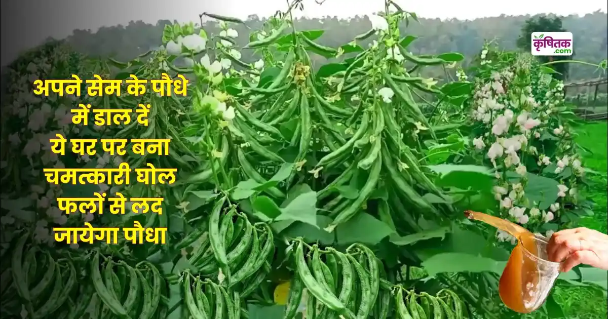 सेम के पौधे में डाल दें ये चमत्कारी घोल फलों से लद जायेगा पौधा