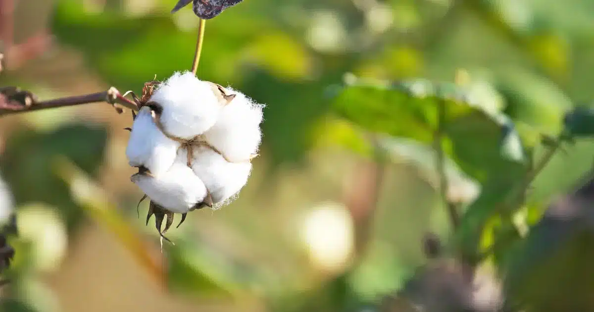 संवर्धन प्रोजेक्ट