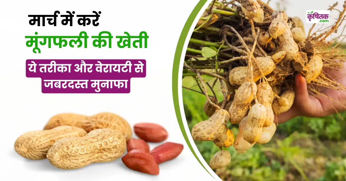 Peanut Cultivation