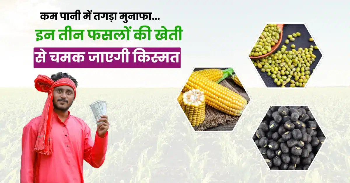 Cultivating Maize Urad and Moong Benefits