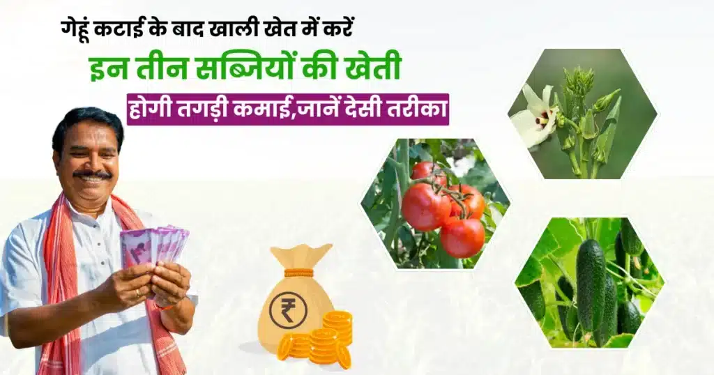 Summer Season Vegetable Farming Tips