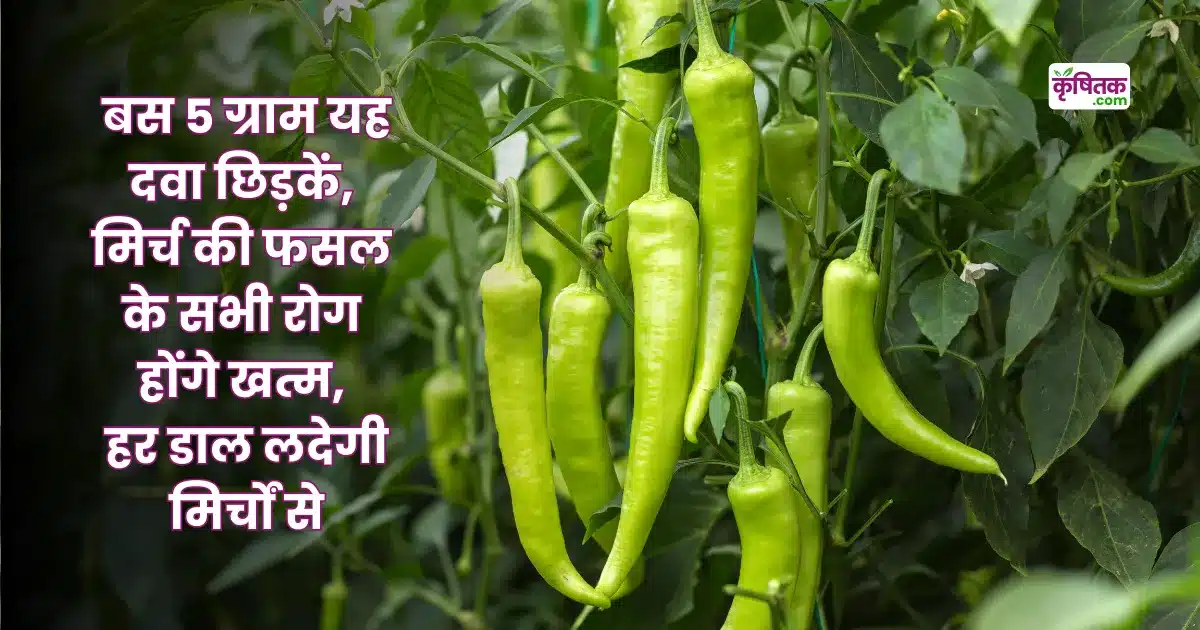 Green Chilli Cultivation Tips