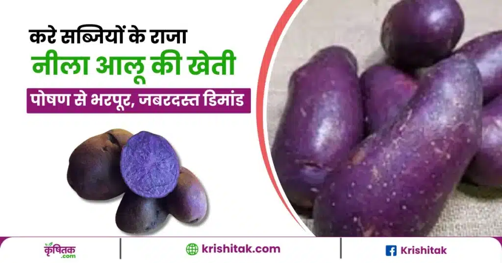 Blue Potato Farming