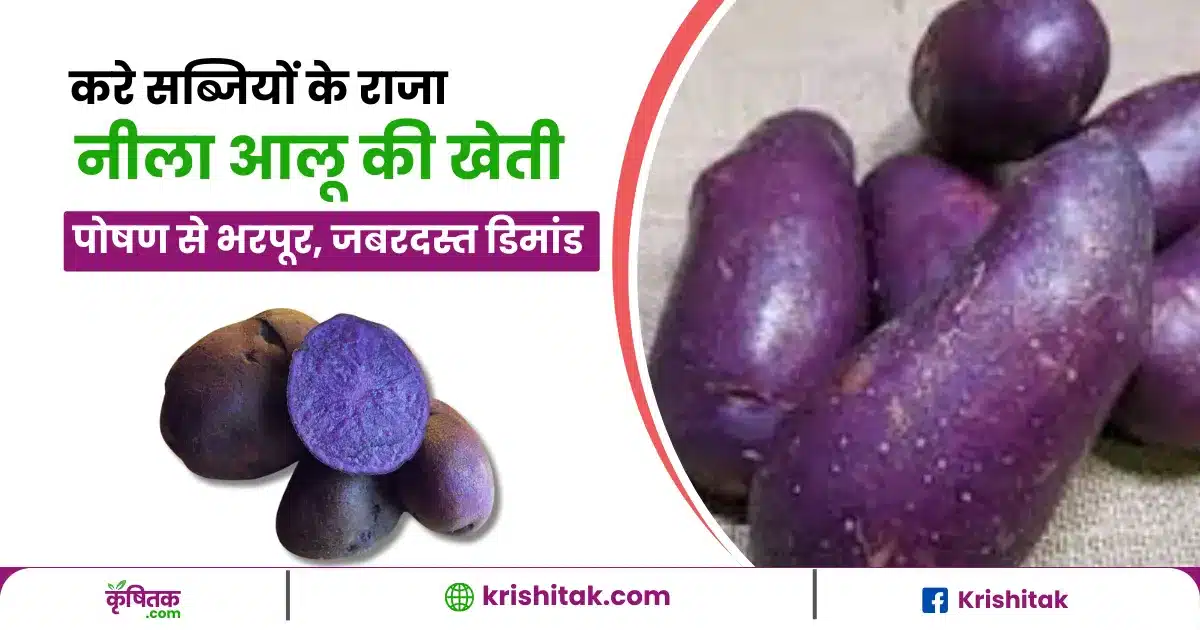 Blue Potato Farming
