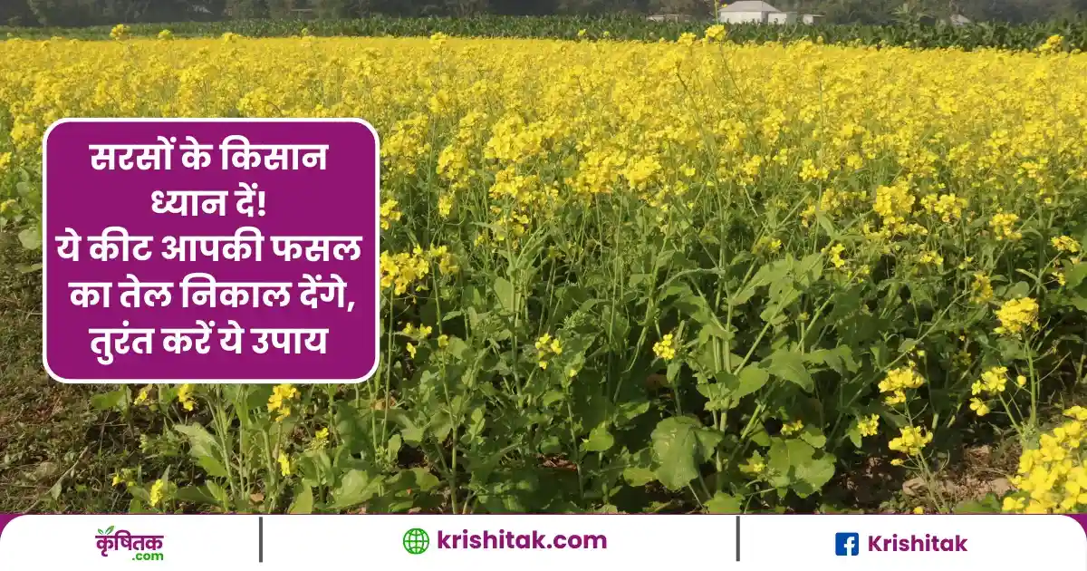 Mustard Crop Care Tips
