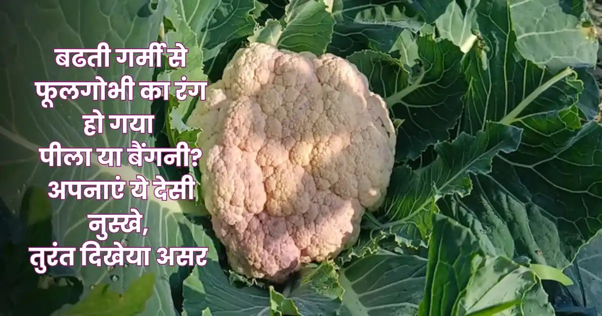Cauliflower Farming Tips